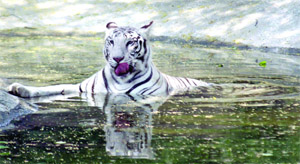 A white tiger gets some relief from the scorching heat at Delhi Zoo in New Delhi on Tuesday.