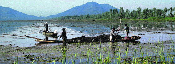 Members of the Kashmir's Lakes and Waterways Authority collect weeds from the surface of Dal Lake in Srinagar on Tuesday.  