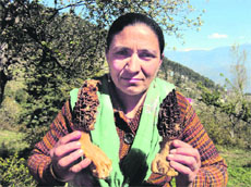 A woman shows Morcila mushrooms which have grown up to 10 inches at Tringla in Batote.