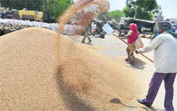 Labourers collects wheat at Bhagta Wala Grain Market in Amritsar on Wednesday. Photo: Sameer Sehgal