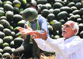 Weighing sweetness! With the mercury rising, watermelons are in great demand in Karnal