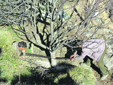 Officials remove an apple tree from the encroachment on forestland of Trehta forest range 