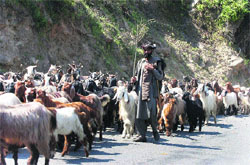 Cattle walk: With the arrival of summers, Gujjars and Bakerwal tribes go back to higher reaches with cattle. 