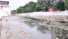 The Kali Bein in which untreated waste is being discharged at Sultanpur Lodhi in Kapurthala.