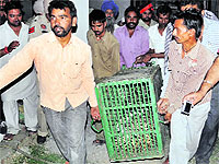 The captured leopard