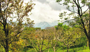 A picturesque view of the mountains from amid the trees