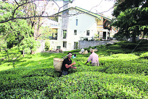A tea garden