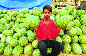 A vendor selling water melons near Bhai Ghanaiya Chowk in Bathinda. 