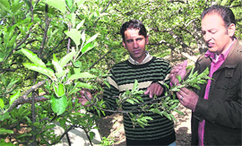 Two apple farmers show a fruit-laden branch of an apple tree in an orchard.
