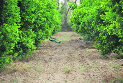 Peacocks at Dhani Baldev Singh sanctuary in Abohar.