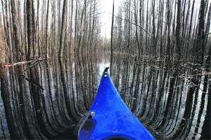 A flooded forest in Soomaa national park.