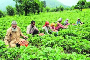 Farmers harvest strawberry crop at a farm on the outskirts of Srinagar on Sunday. 
