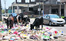 In the absence of containers, garbage lies on the roadside at many places across Jammu.