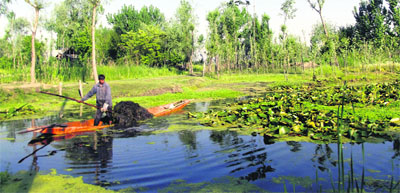 A member of the Kashmirs Lakes and Waterways Authority collects weed from the surface of the Dal Lake at Mir Behri in Srinagar on Sunday.