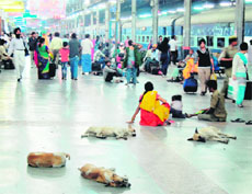 Stray dogs sleep on platform number 1 at the railway station in Amritsar. 