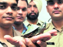 A tortoise recovered from a house in Sector 34, Chandigarh, on Monday. 