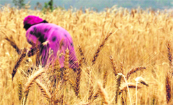 A woman cuts wheat crop on the outskirts of Shimla on Monday. Photo: Amit Kanwar