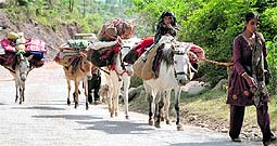 A Gujjar family moves towards the upper reaches of the Pir Panjal range in the Kashmir valley