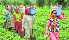 A group of women carry buckets full of freshly plucked strawberries at Goso, on the outskirts of Srinagar, on Tuesday. 