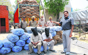Ajay Maluja, AIG, Intelligence, shows the seized popy husk from inter-state smugglers in Bathinda on Wednesday. 