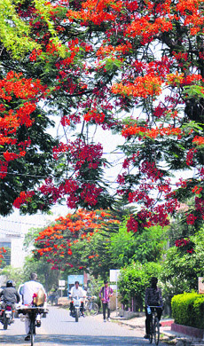 People move under a blooming Gulmohar tree in Karnal. 
