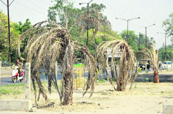 Trees have dried up due to the intense heat wave prevailing in Jalandhar and surrounding areas. 