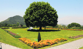 The famous Chinar tree, amid flowers on the banks of the Dal Lake, adds beauty to the nature in Srinagar on Thursday.