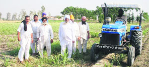 Farmers plough their standing sugarcane crop in Machhiwara. 