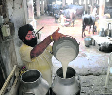 A dairy owner puts milk in a container at a dairy in Ludhiana on Thursday.