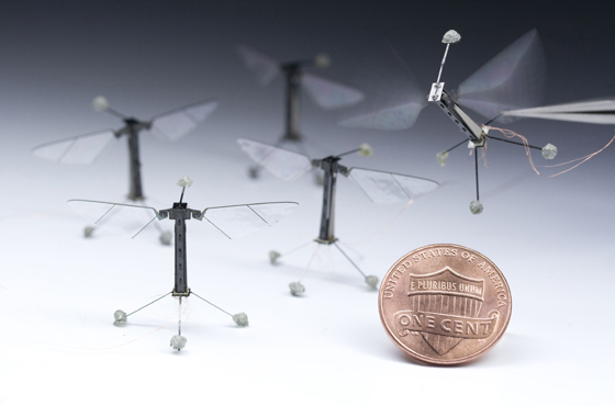 This photograph, provided by Harvard University, shows tiny winged robots inspired by flies that could one day help pollinate crops or aid the search for survivors at collapse sites  once they get off the leash, that is.