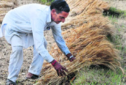 A farmer assesses the damage caused to his crop after heavy rain at Sakoh village near Dharamsala on Saturday. Photo: Kamaljeet