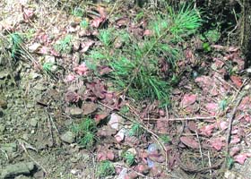 Deodar saplings mushroom at a locality in Shimla