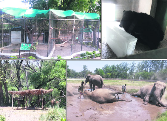 Summer care arrangements have been made for animals at Chhatbir Zoo. 
