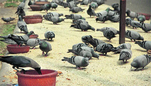 Pigeons having their feed, while a crow quenches its thirst at Mission Chowk in Jalandhar on Monday.