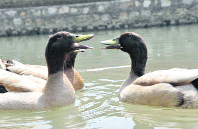 Ducks beat the heat in a pond at Shukalpur on the outskirtsof Dehradun. The region is experiencing sweltering 