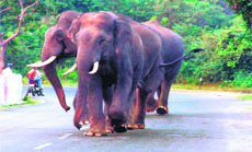 Three elephants move on the highway at Shyampur in Haridwar on Tuesday.