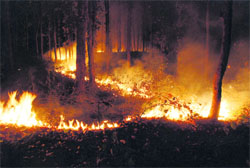 A fire raging in the Haridwar forest range.