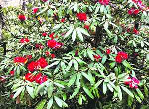 A file photo of rhododendrons pink flower, the state flower.