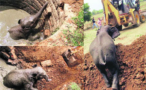 A trapped elephant calf being pulled out of a 15-foot-deep well with the help of a JCB machine at Bentapada village in Cuttack, Odisha, on Tuesday. 
