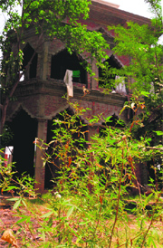 Cannabis plants on the ashram premises at the PGI.