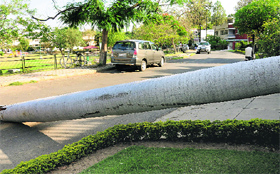 A tree fell on the road after a dust storm in Sector 10, Chandigarh, on Wednesday night.