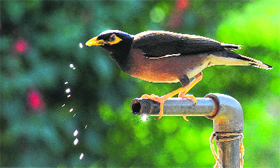 A bird drinks water from a pipe on a sunny day at Sector 16 in Chandigarh.