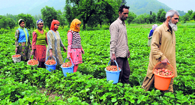 Farmers carry buckets of freshly harvested strawberries at Goso on the outskirts of Srinagar on Thursday.