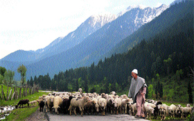A nomad walks with his herd of sheep at Pahalgam, Anantnag district, in Srinagar on Thursday.
