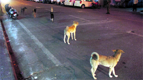 Dogs roam on the city roads causing inconvenience to residents in Jammu.