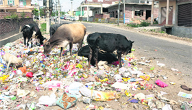 Garbage littered on a roadside in Jammu.