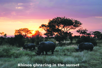 Africa: The Mala Mala private reserve shares the fence with South Africas Kruger Park. It is home to the big five of Africa: Lion, leopard, elephant, rhino and the cape buffalo