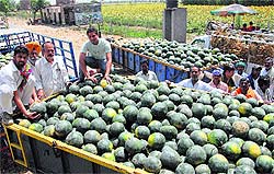 Farmers and wholesale dealers at Rupewal mandi