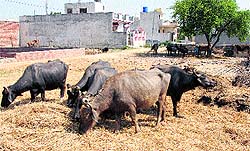 Cattle graze near a house in the Tower Enclave area in Jalandhar