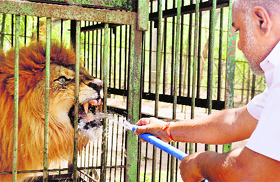 A man offers water to a lion in a zoo in Solapur on Sunday.